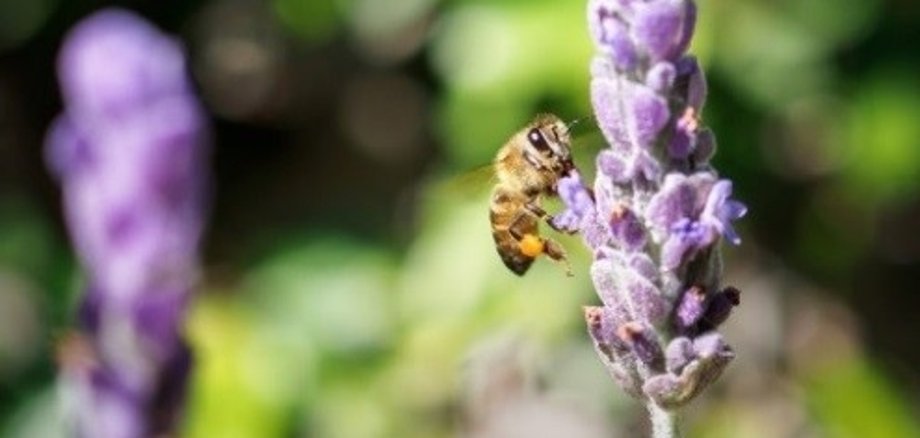 Biene die Lavendelblüte anfliegt